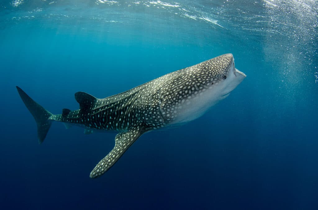 Indonesia - Cenderawasih Bay - Irian Jaya​