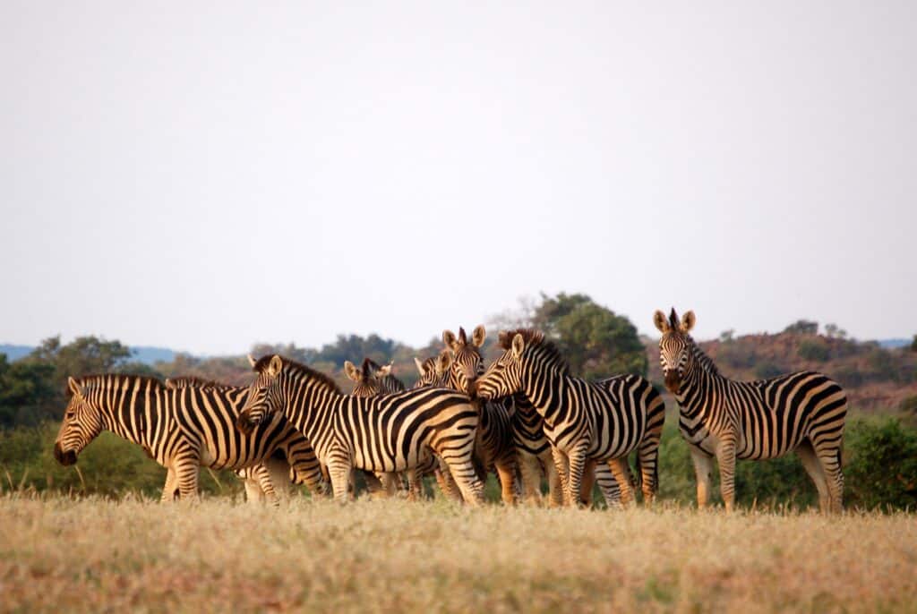 Botswana Zebras