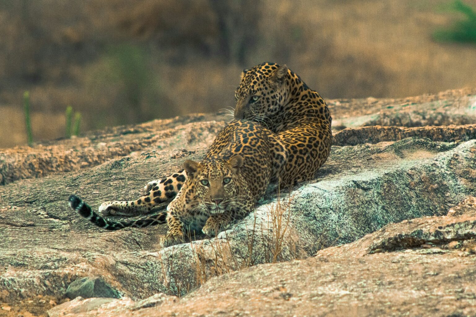 Jawai Bandh - Leopards - India