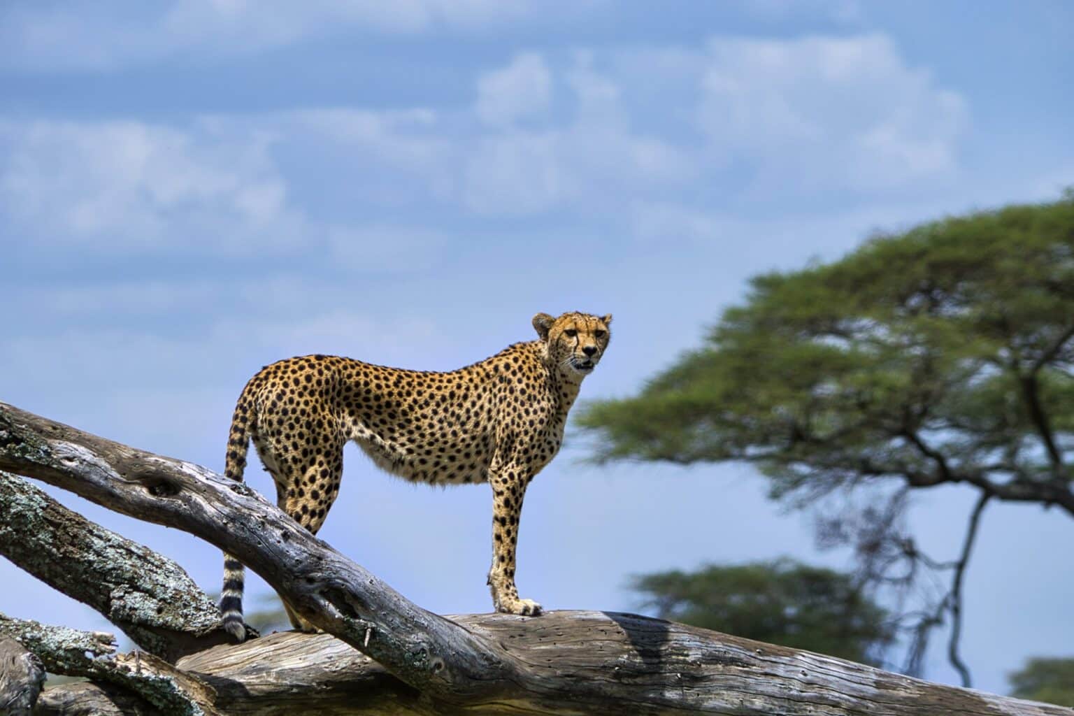 Serengeti National Park--Tanzania