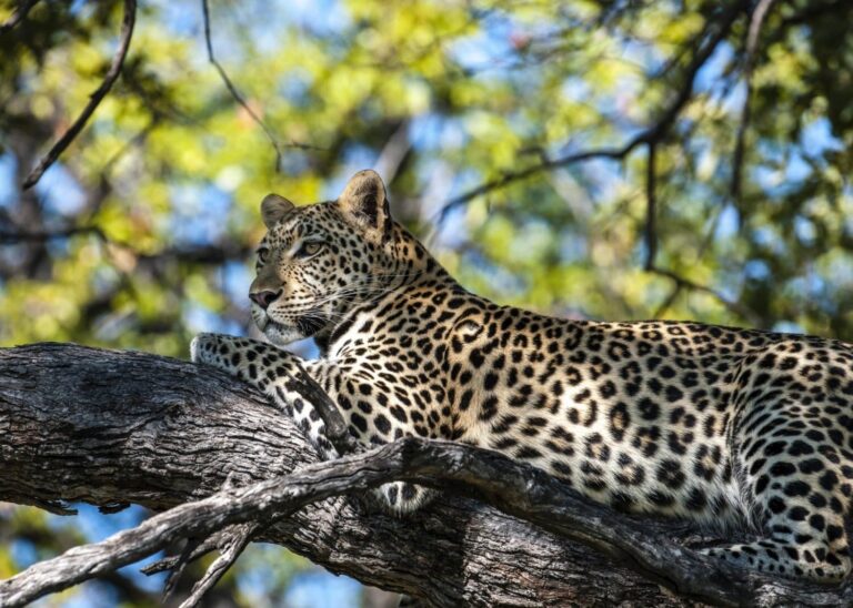 hynea_pan_-_leopard-1500x1070