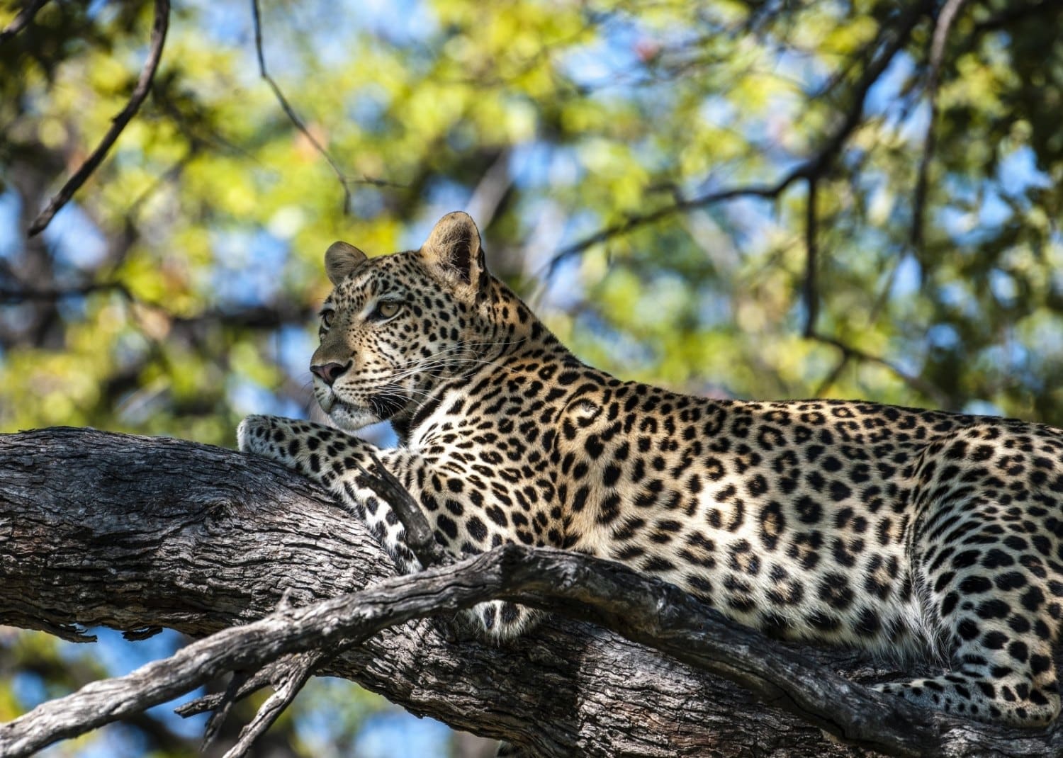 hynea_pan_-_leopard-1500x1070