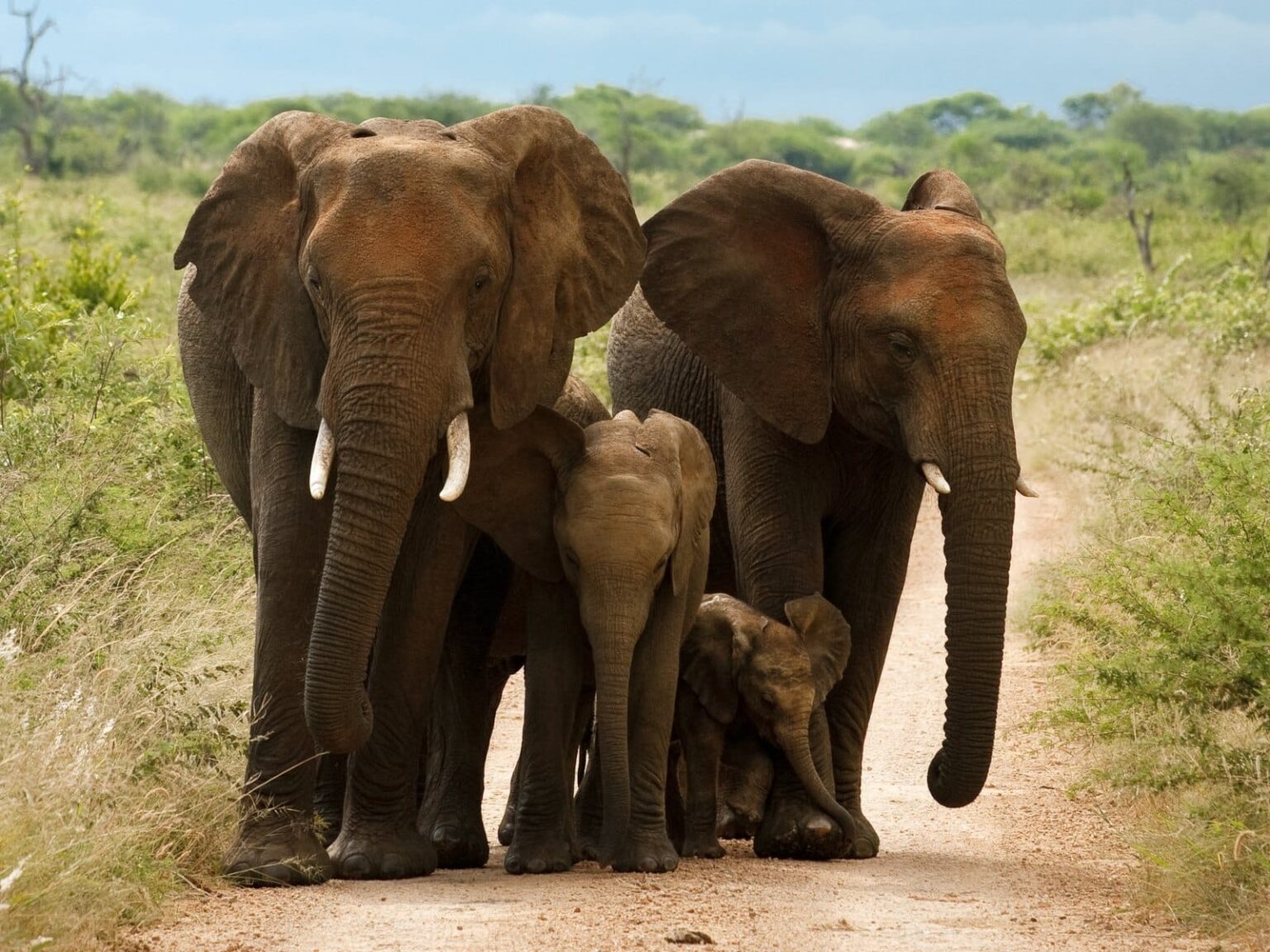 Morukuru Family - Madikwe - Elephant Family