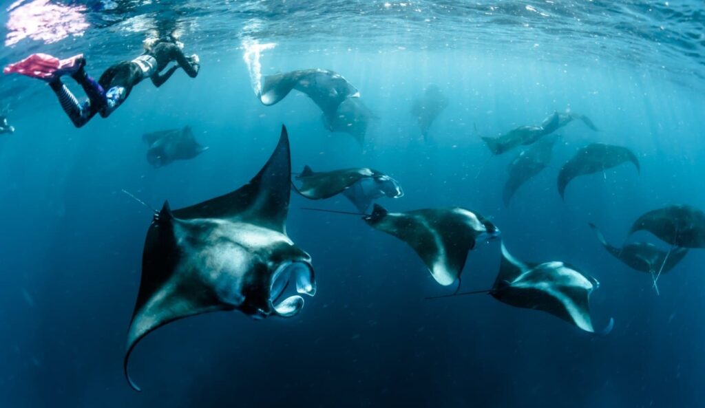 Manta Rays - Maldives