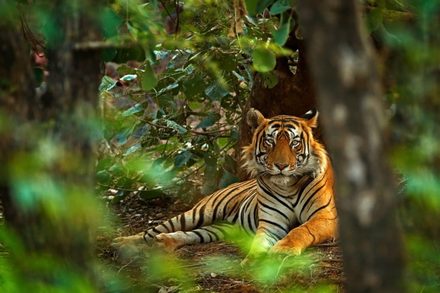 Ranthambore National Park - India