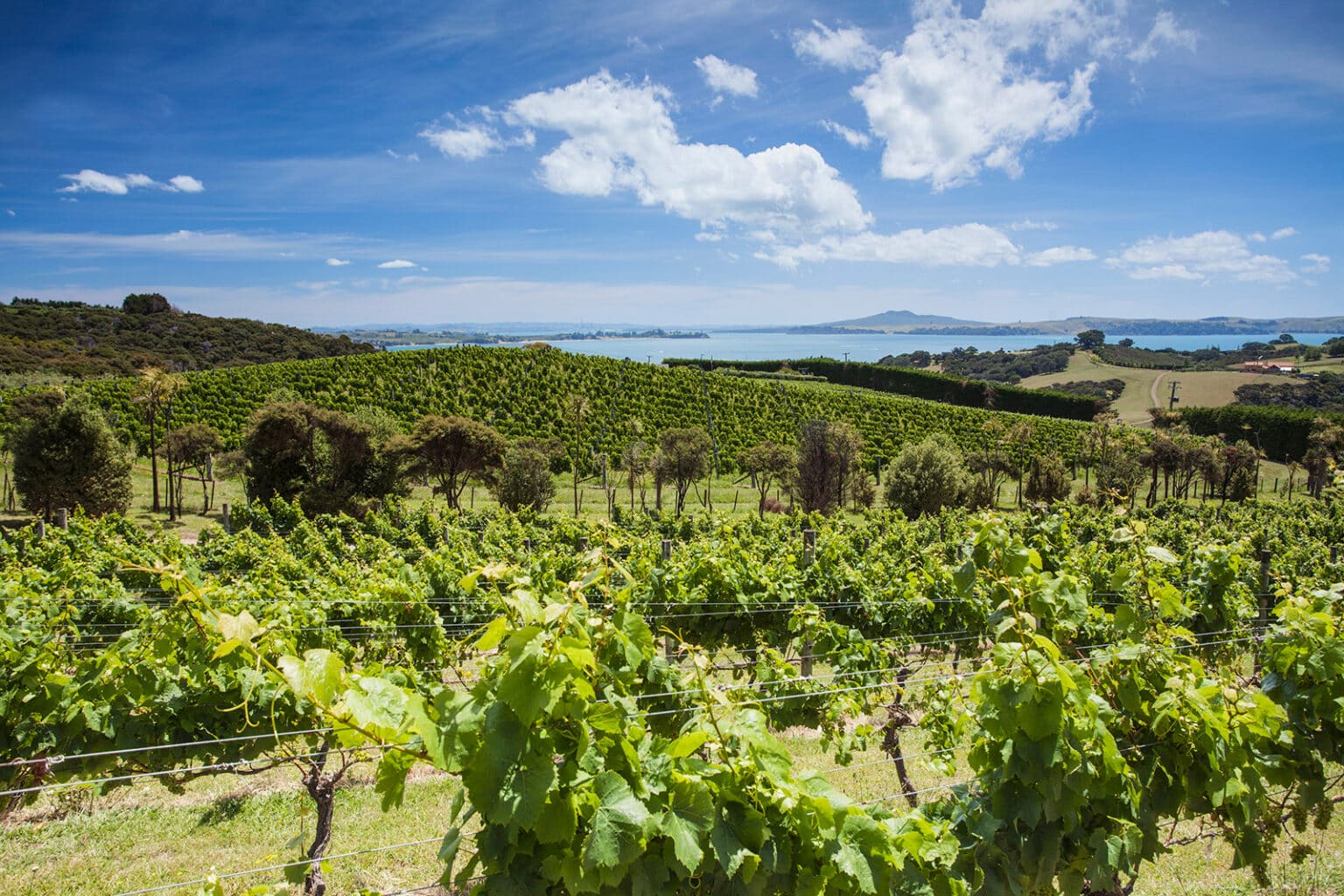 Waiheke Island - Auckland - North Island - New Zealand
