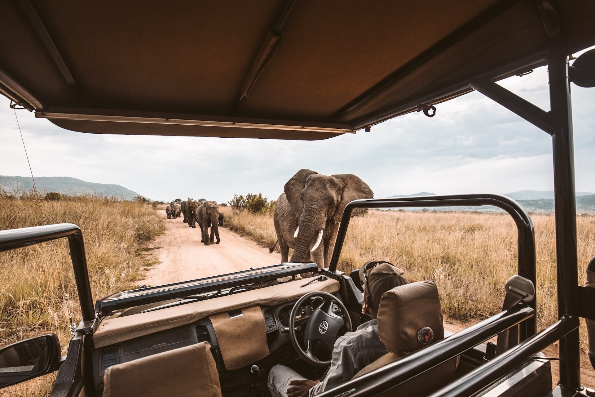 First Time Safari - Game Drive