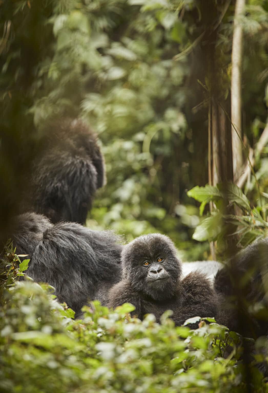 OO_GorillasNest_Flora_Fauna_Gorilla_Trek