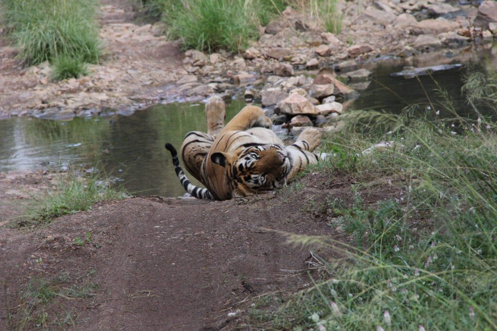 Aman-i-khas Hotel - Tigers