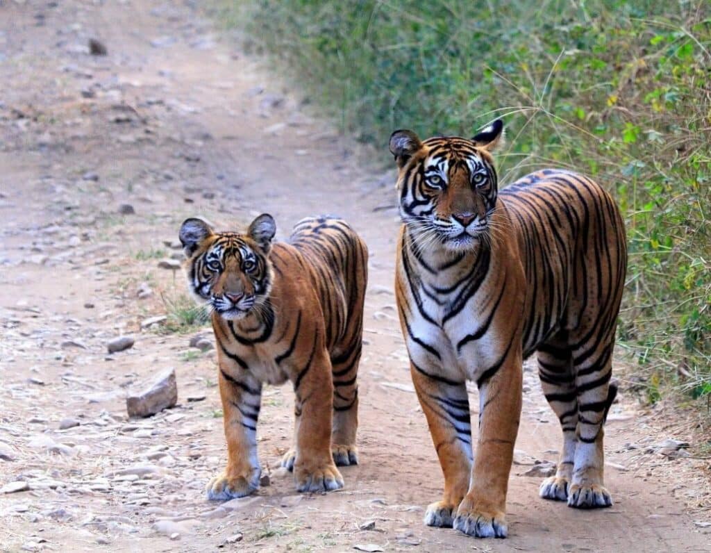 Aman i khas Hotel Tigers