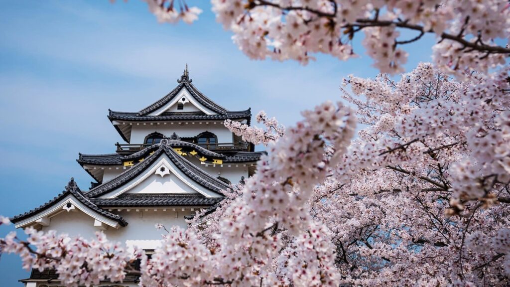 Cherry Blossoms - Japan