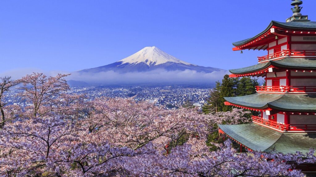 Cherry Blossoms - Tokyo