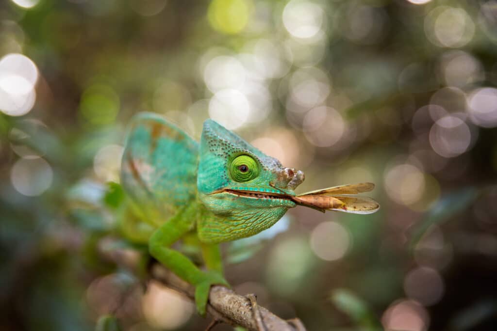 Huw Cordey - Journal - TTT '24