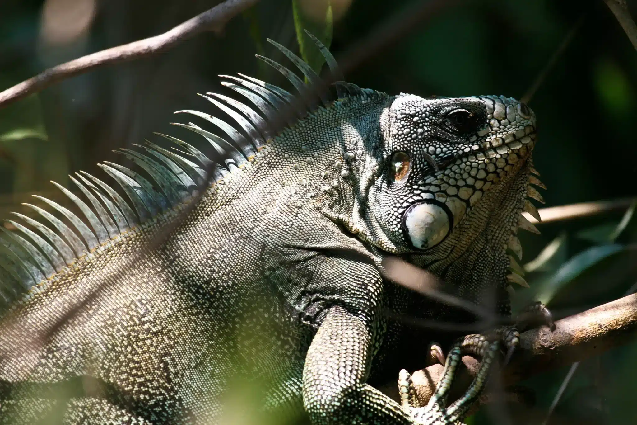 LA_Brazil_The Amazon_Cristalino Lodge-iguana