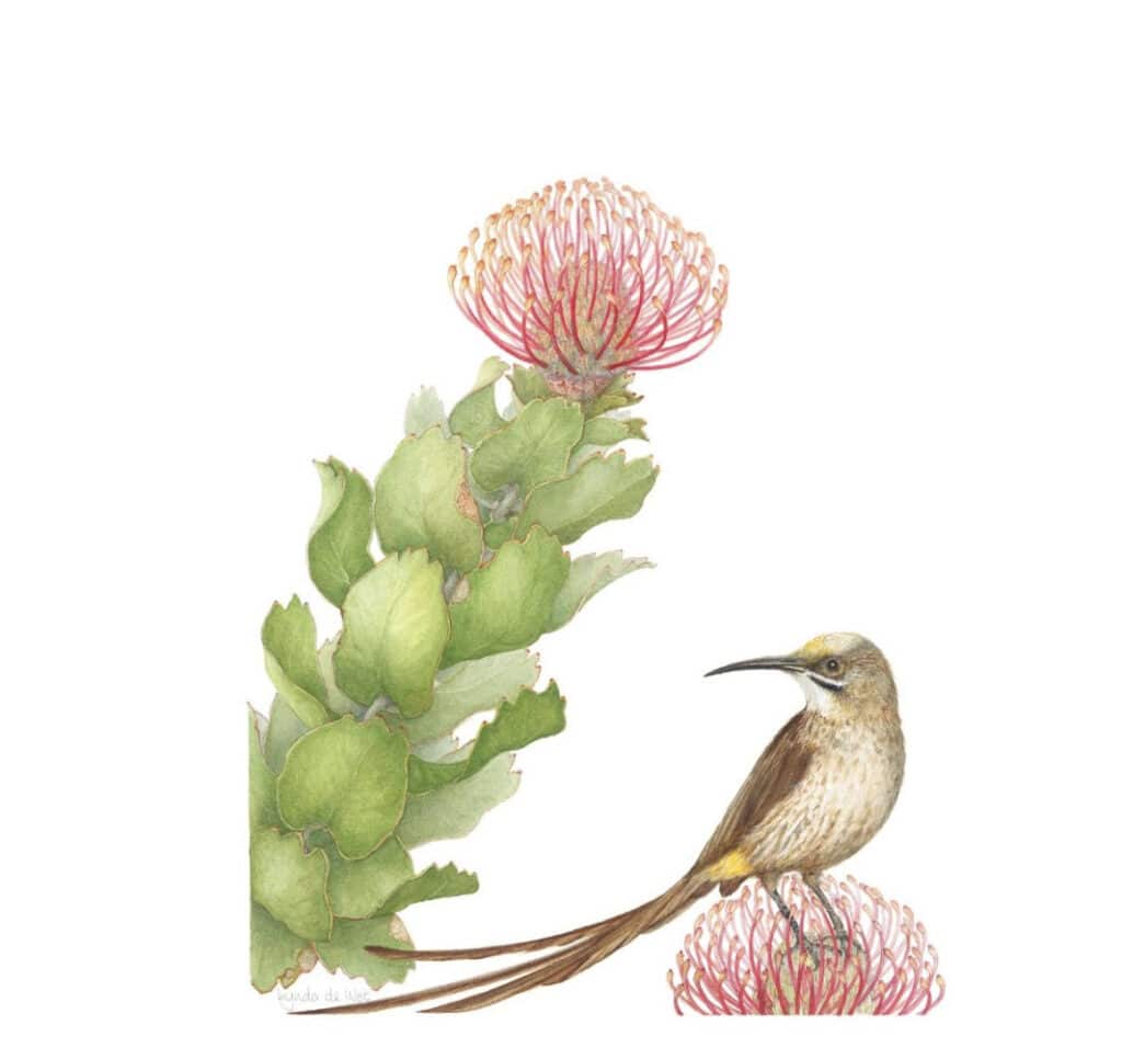 South-Africa-Hermanus-Grootbos-Forest-Lodge-artists