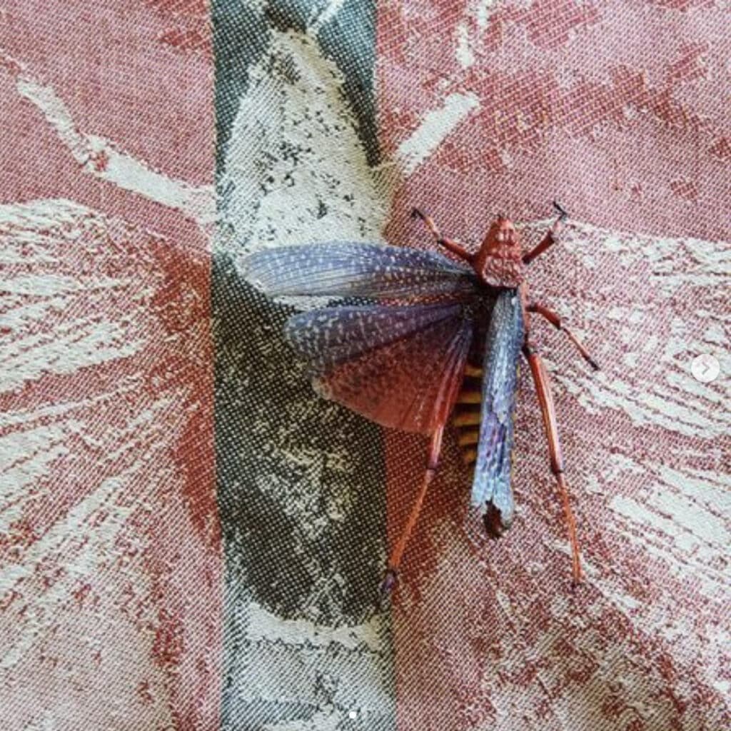 South-Africa-Hermanus-Grootbos-Forest-Lodge-textiles design