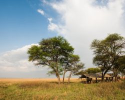 Serengeti Safari Camp