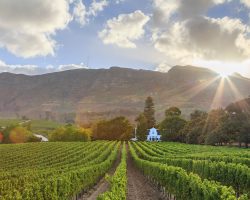 South Africa - Winelands